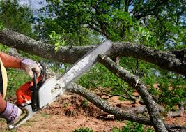 Best Commercial Tree Services  in Jackpot, NV